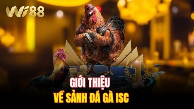 WI88 Giới thiệu về trường đấu gà ISC nổi tiếng nhất 2025
