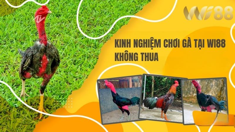 Wi88 Trọn bộ kinh nghiệm chơi gà 99% thắng cược từ chuyên gia