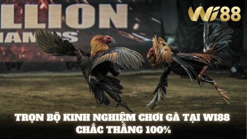 Kinh Nghiệm Chơi Gà Tại Wi88 Chắc Chắn Không Bao Giờ Thua 2025